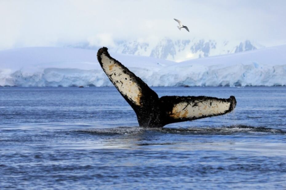 Foto: Istock