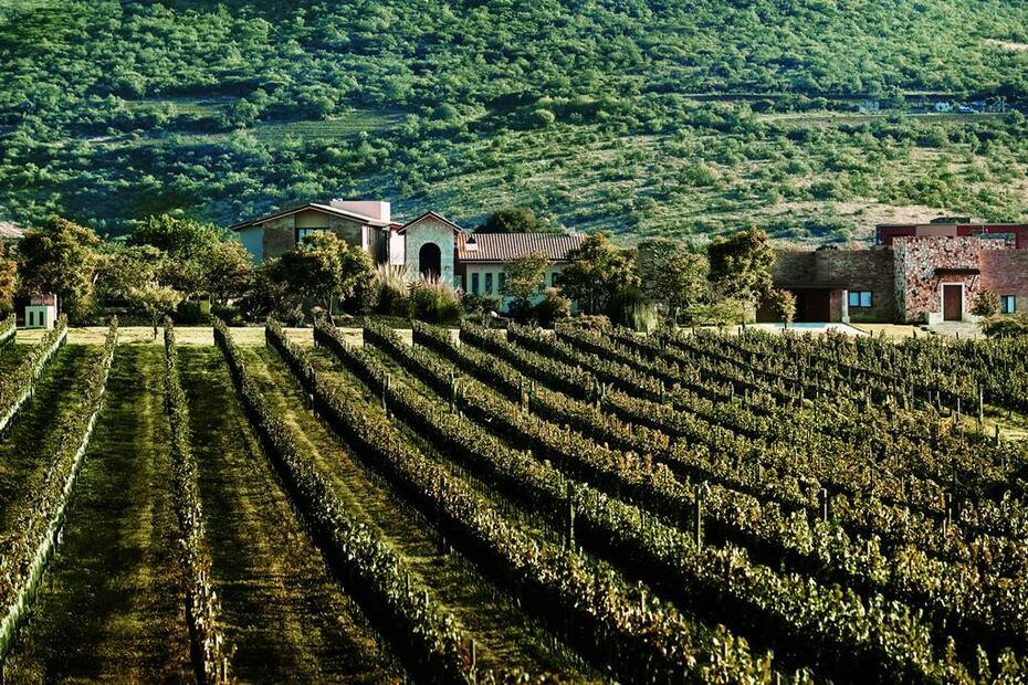 Foto: Viñedo San Miguel