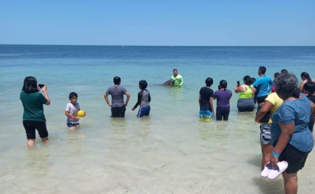 Manatí sorprende a bañistas en Campeche. Foto: Especial