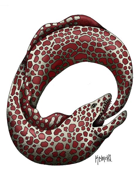 Cartón de KEMCHS